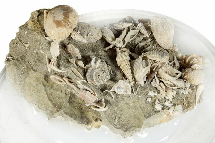 Miniature Fossil Cluster (Bivalves, Gastropod) - France #276283